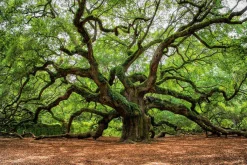 Acrylglasbild VERZWEIGTER BAUM