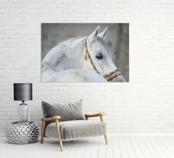 Akustikbild ARABER HENGST