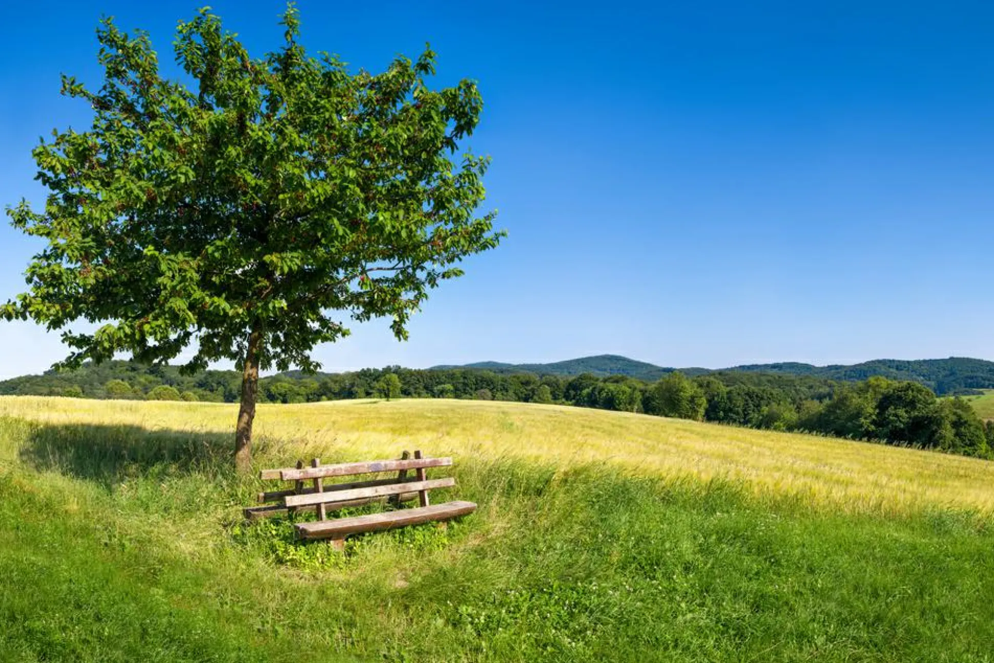 Akustikbild BAUM MIT BANK