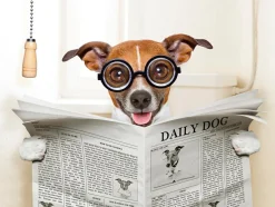 Akustikbild HUND MIT ZEITUNG