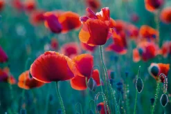 Akustikbild MOHNFELD