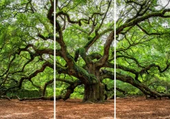 Akustikbild VERZWEIGTER BAUM