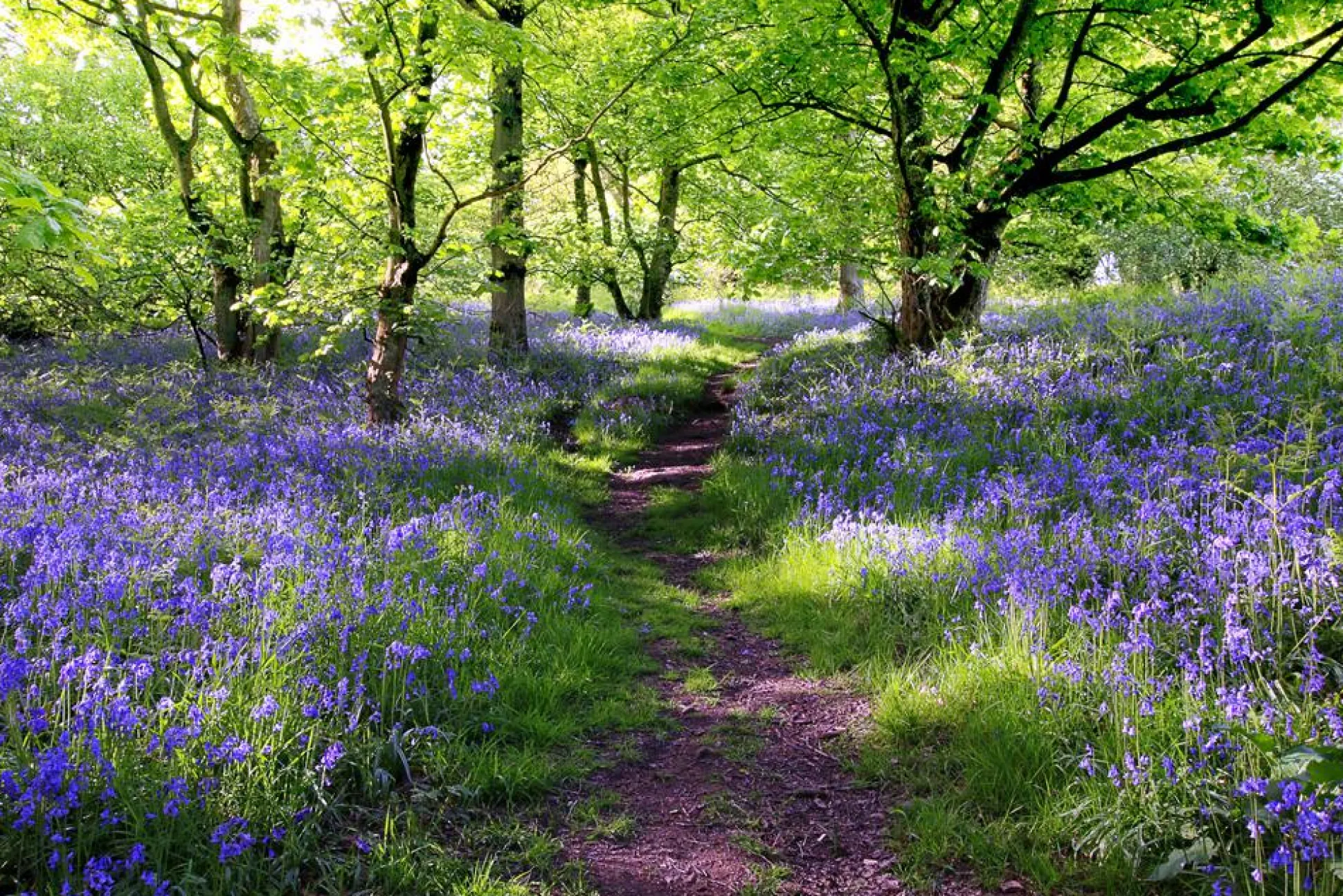 Akustikbild WALD LAVENDEL 1