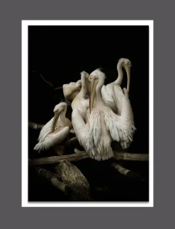 Aludibondbild PELIKANE