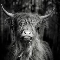 Aludibondbild SCOTTISH