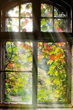 Glasbild FENSTER MIT LAUB