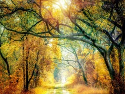 Keilrahmenbild SUNSHINE FOREST