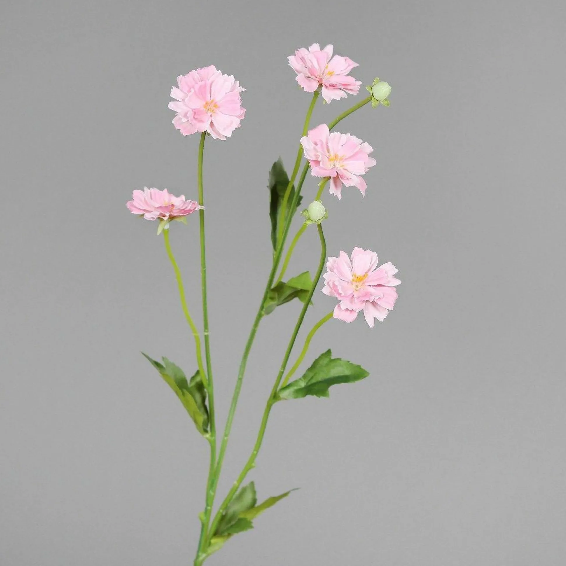 Kunstblume COSMEA