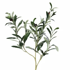 Olivenzweig grün