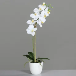 Orchidee weiß